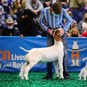 Meet your Posher, Madden